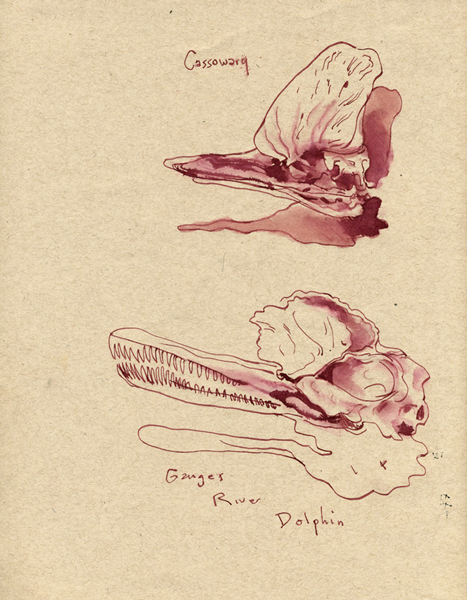 owl