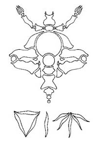 glyph11