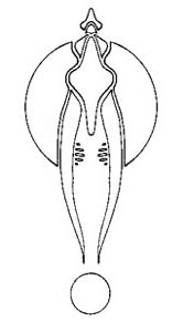 gyph13
